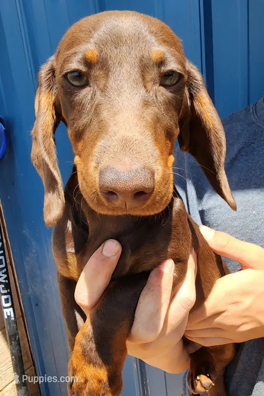 Albert – Miniature Dachshund puppy for sale in Casper, WY