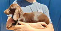 Brownie, a male Miniature Dachshund for sale in Casper, WY – 3 of 3
