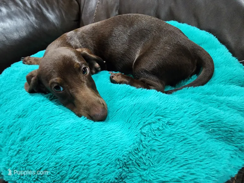 Brownie – Miniature Dachshund puppy for sale in Casper, WY