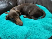 Brownie, a male Miniature Dachshund for sale in Casper, WY – 1 of 3