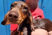 princess peach, a female Miniature Dachshund for sale in Casper, WY – 2 of 3