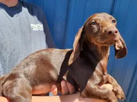 Brownie, a male Miniature Dachshund for sale in Casper, WY – 2 of 3