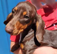 princess peach, a female Miniature Dachshund for sale in Casper, WY – 1 of 3