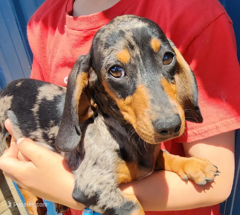 Spott – Miniature Dachshund puppy for sale in Casper, WY