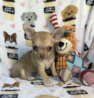 AKC Wrigley, a male Chihuahua for sale in Jasper, MO – 5 of 7