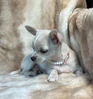 AKC Angie, a female Chihuahua for sale in Jasper, MO – Photo 5 of 6