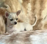 AKC Angie, a female Chihuahua for sale in Jasper, MO – Photo 3 of 6