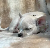 AKC Angie, a female Chihuahua for sale in Jasper, MO – Photo 6 of 6