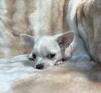 AKC Angie, a female Chihuahua for sale in Jasper, MO – Photo 2 of 6