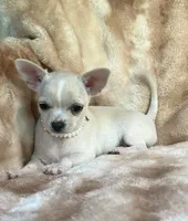 AKC Angie, a female Chihuahua for sale in Jasper, MO – Photo 4 of 6