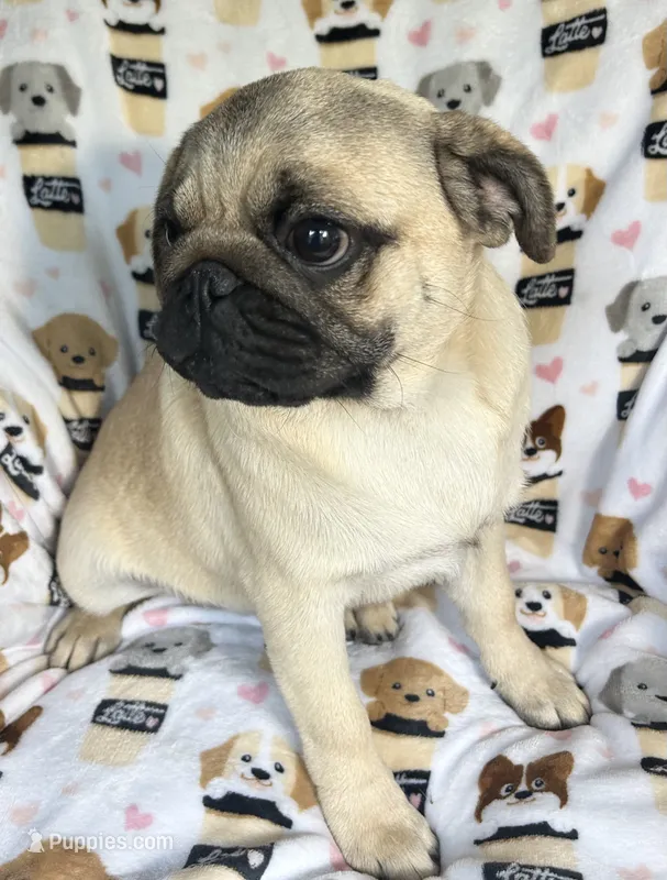 AKC Midas many champions in pedigree – Pug puppy for sale in Jasper, MO