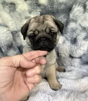 AKC Misha, a female Pug for sale in Jasper, MO – 3 of 10