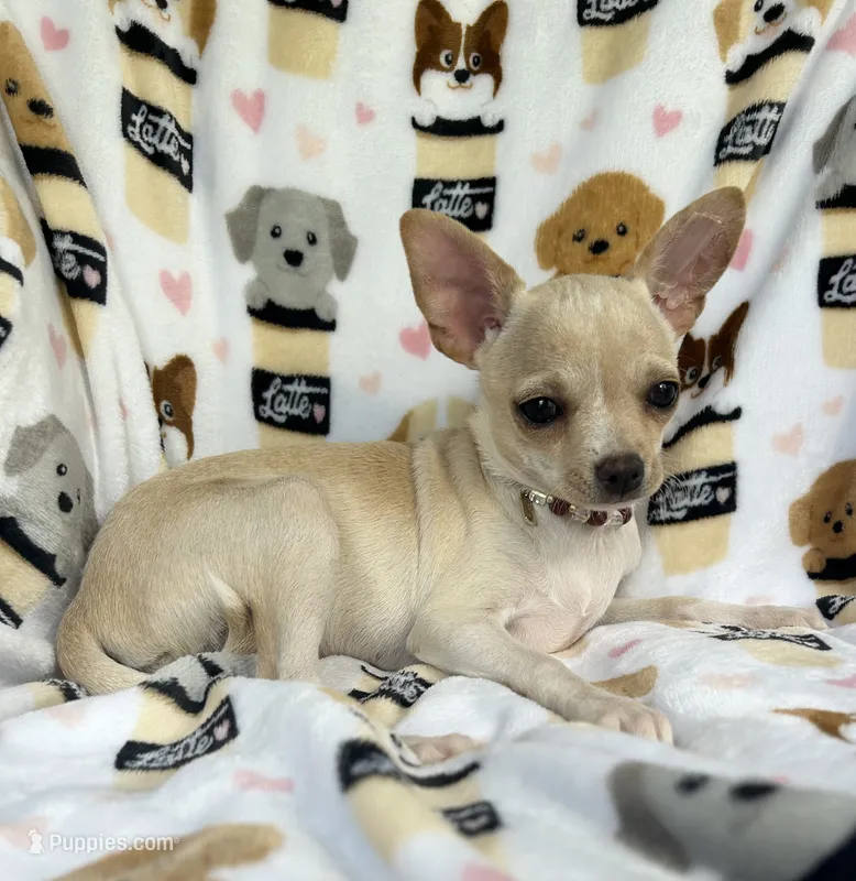 ALC Tess – Chihuahua puppy for sale in Jasper, MO