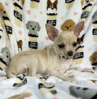 ALC Tess, a female Chihuahua for sale in Jasper, MO – 1 of 8