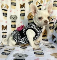 AKC Trina, a female Chihuahua for sale in Jasper, MO – 2 of 7