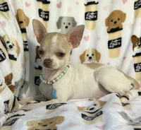 AKC Tinsel, a female Chihuahua for sale in Jasper, MO – 2 of 10