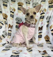 ALC Tess, a female Chihuahua for sale in Jasper, MO – 8 of 8