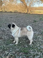 AKC Emi champ lines, a female Pug for sale in Jasper, MO – Photo 5 of 7