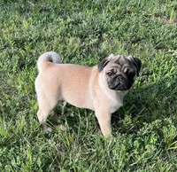 AKC Emi champ lines, a female Pug for sale in Jasper, MO – Photo 3 of 7
