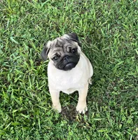 AKC Emi champ lines, a female Pug for sale in Jasper, MO – Photo 1 of 7