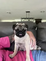 AKC Emi champ lines, a female Pug for sale in Jasper, MO – Photo 2 of 7