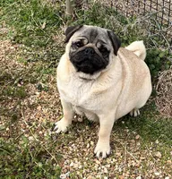 AKC Emi champ lines, a female Pug for sale in Jasper, MO – Photo 7 of 7
