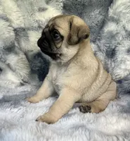 AKC Midas, a male Pug for sale in Jasper, MO – 3 of 8