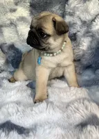 AKC Maggie, a female Pug for sale in Jasper, MO – 3 of 8