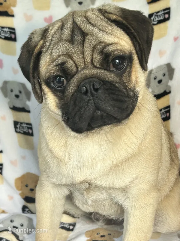 AKC Murphy  – Pug puppy for sale in Jasper, MO