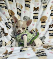 AKC Tally, a female Chihuahua for sale in Jasper, MO – 6 of 8
