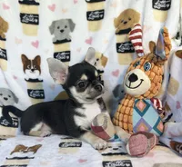 Waffles , a male Chihuahua for sale in Jasper, MO – 3 of 5