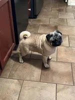 AKC Zara, a female Pug for sale in Jasper, MO – 5 of 8