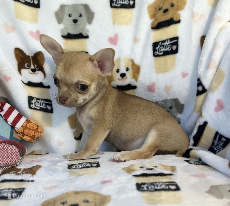 AKC Wrigley – Chihuahua puppy for sale in Jasper, MO