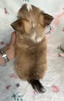 AKC Topper, a male Chihuahua for sale in Jasper, MO – 7 of 7
