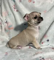 AKC Sailor, a male Chihuahua for sale in Jasper, MO – 5 of 9