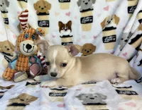 AKC Yoni, a female Chihuahua for sale in Jasper, MO – 2 of 6