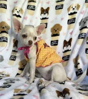 AKC Tzuki, a female Chihuahua for sale in Jasper, MO – 5 of 9