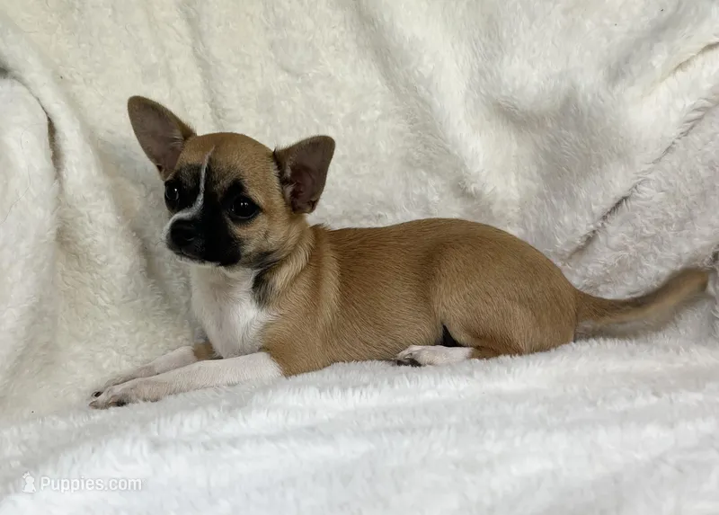 AKC Nick – Chihuahua puppy for sale in Jasper, MO