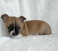 AKC Nick, a male Chihuahua for sale in Jasper, MO – Photo 1 of 7