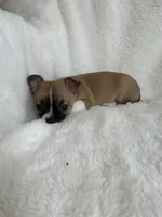 AKC Nick, a male Chihuahua for sale in Jasper, MO – Photo 6 of 7