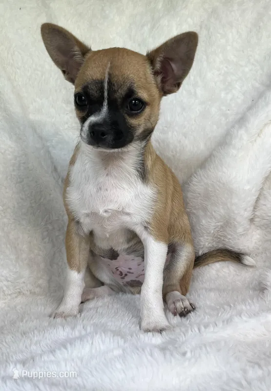 AKC Nick – Chihuahua puppy for sale in Jasper, MO