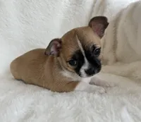 AKC Nick, a male Chihuahua for sale in Jasper, MO – Photo 5 of 7