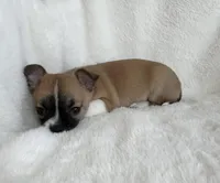 AKC Nick, a male Chihuahua for sale in Jasper, MO – Photo 4 of 7