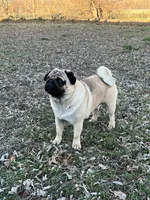 AKC Marvin, a male Pug for sale in Jasper, MO – 9 of 9