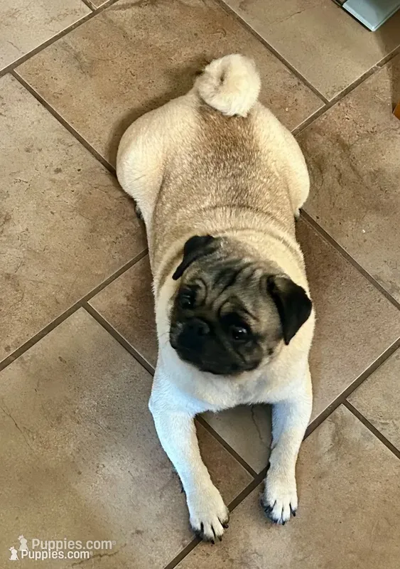 AKC Zara – Pug puppy for sale in Jasper, MO