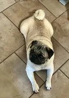 AKC Zara, a female Pug for sale in Jasper, MO – 8 of 8
