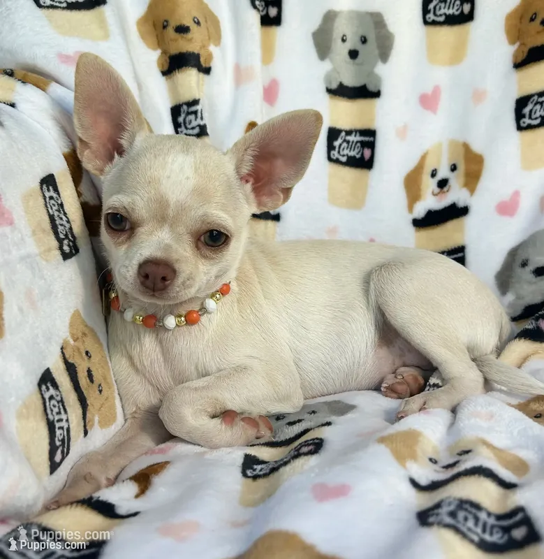 AKC Tzuki – Chihuahua puppy for sale in Jasper, MO