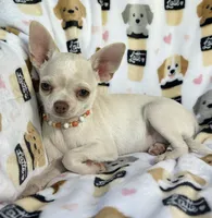 AKC Tzuki, a female Chihuahua for sale in Jasper, MO – 4 of 9