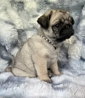 AKC Misha, a female Pug for sale in Jasper, MO – 6 of 10