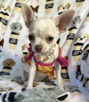 AKC Tzuki, a female Chihuahua for sale in Jasper, MO – 3 of 9